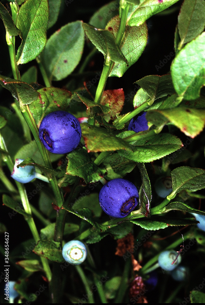 Blueberry, Berry, Fruit, Wild fruit, Thuringia, Germany, Europe
