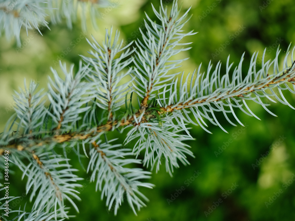 Closeup photo of green needle blue spruce tree. Blurred pine needles in background Closeup photo of green needle blue spruce tree. Blurred pine needles in background
