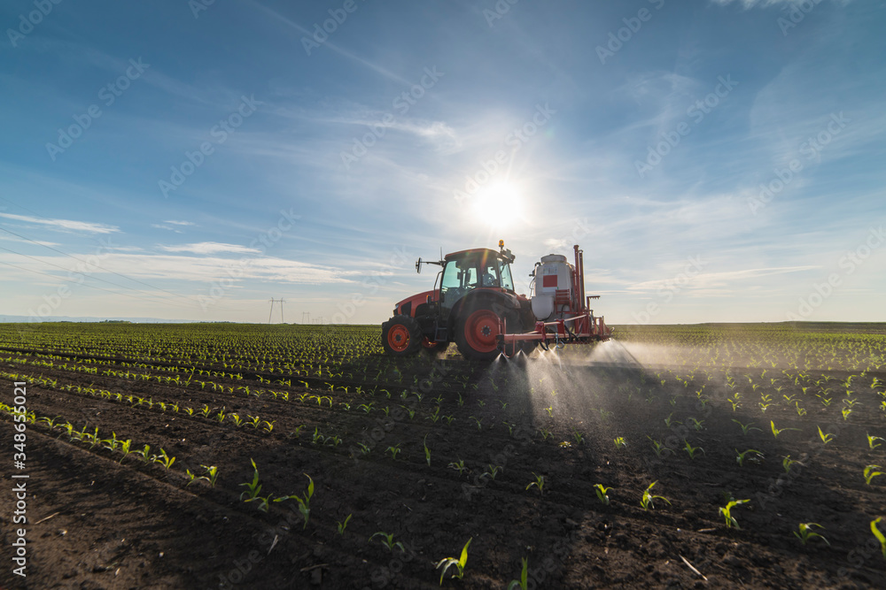 Fototapeta premium Tractor spraying pesticides at corn fields