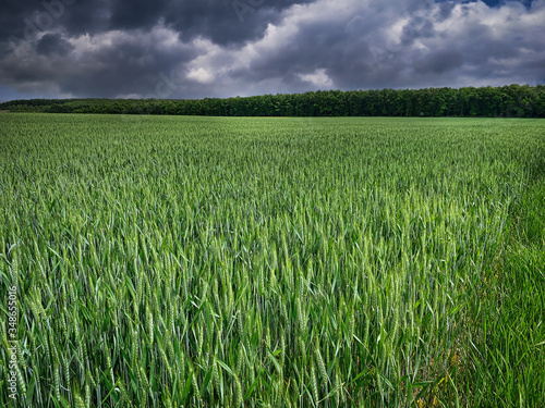 Getreidefeld mit dramatischen Wolken