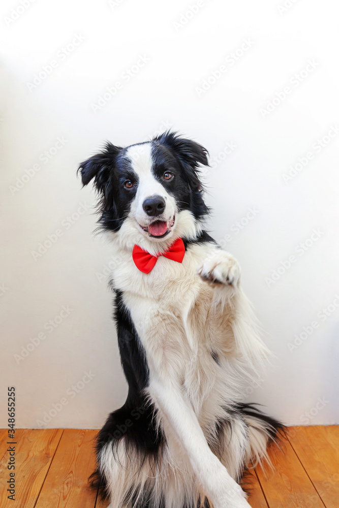 Funny studio portrait puppy dog border collie in bow tie as gentleman or groom on white background. New lovely member of family little dog looking at camera. Funny pets animals life concept. Funny studio portrait puppy dog border collie in bow tie as gentleman or groom on white background. New lovely member of family little dog looking at camera. Funny pets animals life concept.