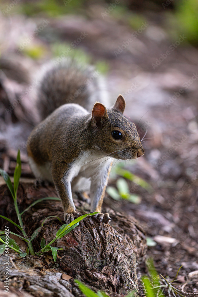 Amerikanisches Grauhörnchen - Sciurus carolinensis (Eichhörnchen) Amerikanisches Grauhörnchen - Sciurus carolinensis (Eichhörnchen)