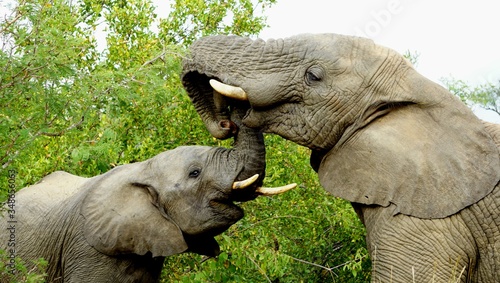 Photography close up of an elephant