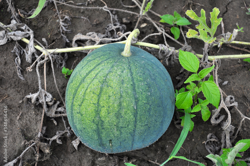 Watermelons ripen in the field Watermelons ripen in the field