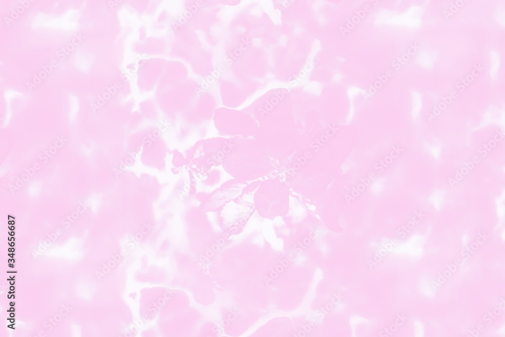 Floral pink background. Pink apple blossom, toned photo