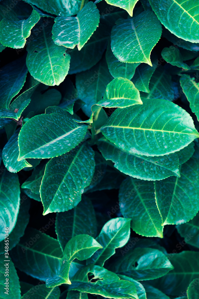 Obraz premium Green leaf