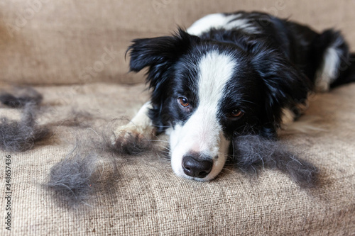 Canvas Print Funny portrait of cute puppy dog border collie with fur in moulting lying down on couch