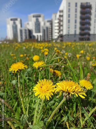 dandelions in the meadow