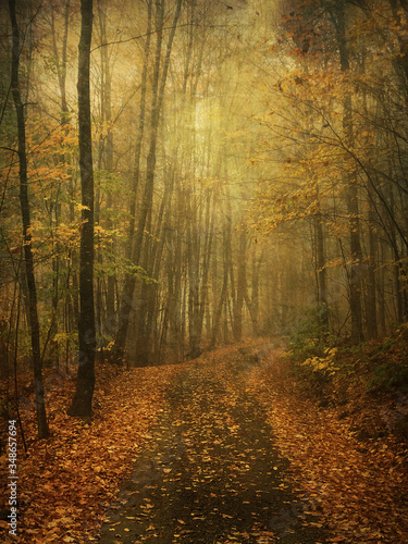 autumn forest in the morning © Melissa