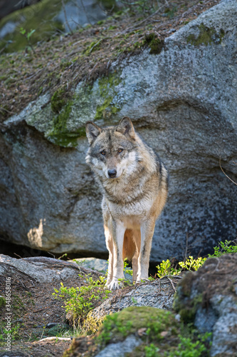 Wolf (Canis lupus) stay on the rock. Calm wolf has a rest on the rock. Hidden predator in the forest