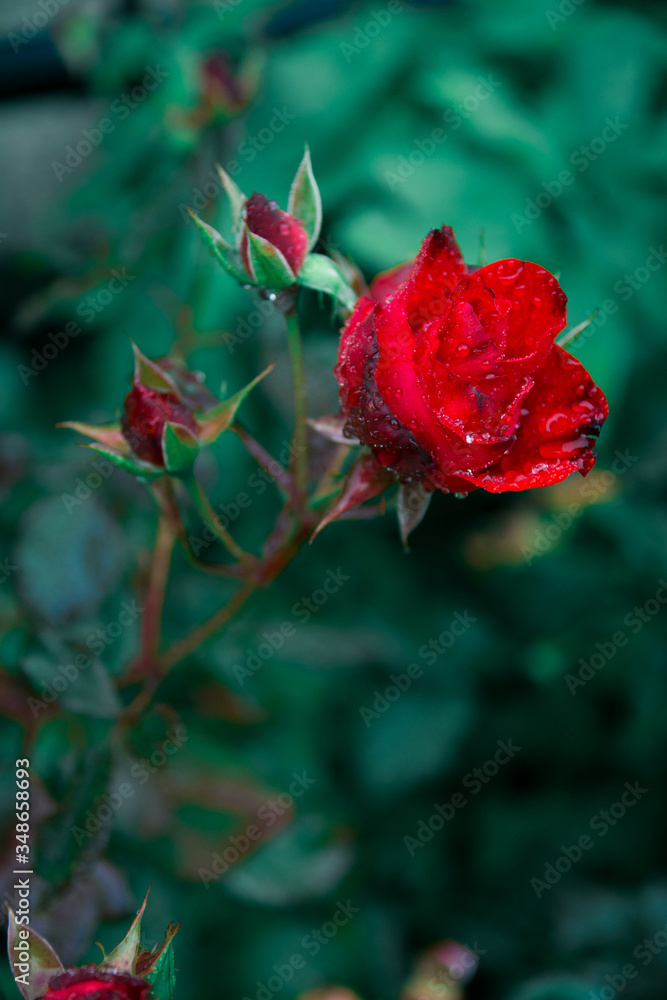 Obraz premium Red Rose