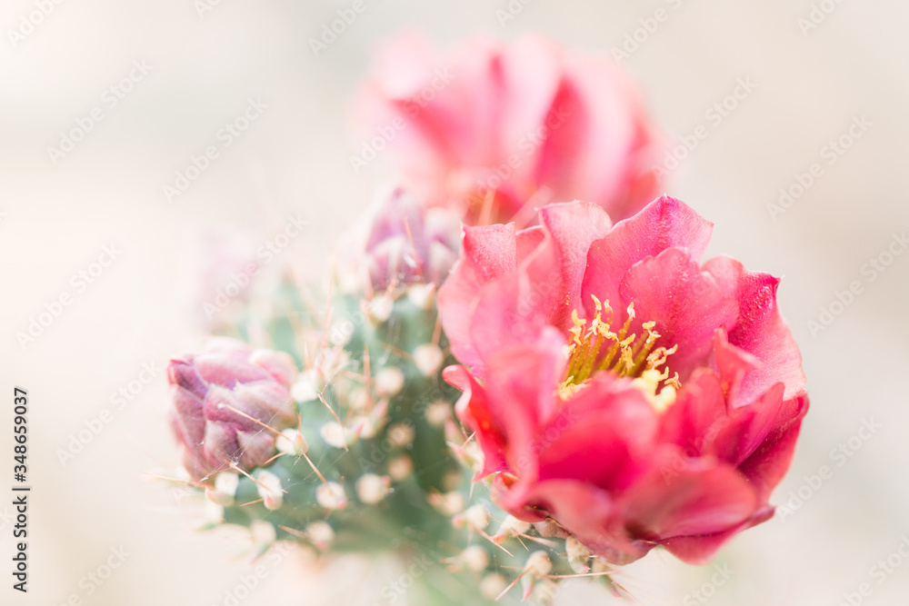 close up of a pink flower on a cholla cactus close up of a pink flower on a cholla cactus