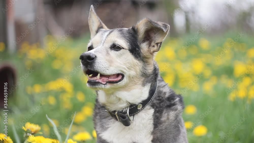 Happy black dog in a flowering meadow, yellow colors. Happy black dog in a flowering meadow, yellow colors.
