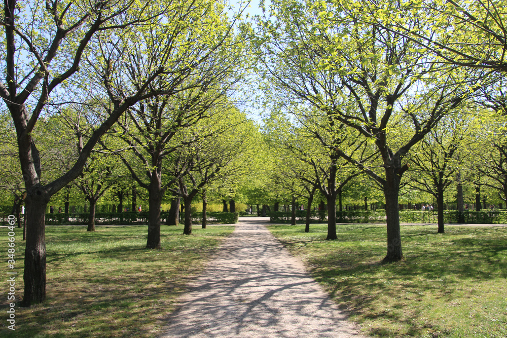 Trees and Pathway in Park at Spring
