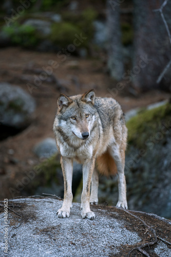 Wolf (Canis lupus) stay on the rock. Calm wolf has a rest on the rock. Hidden predator in the forest