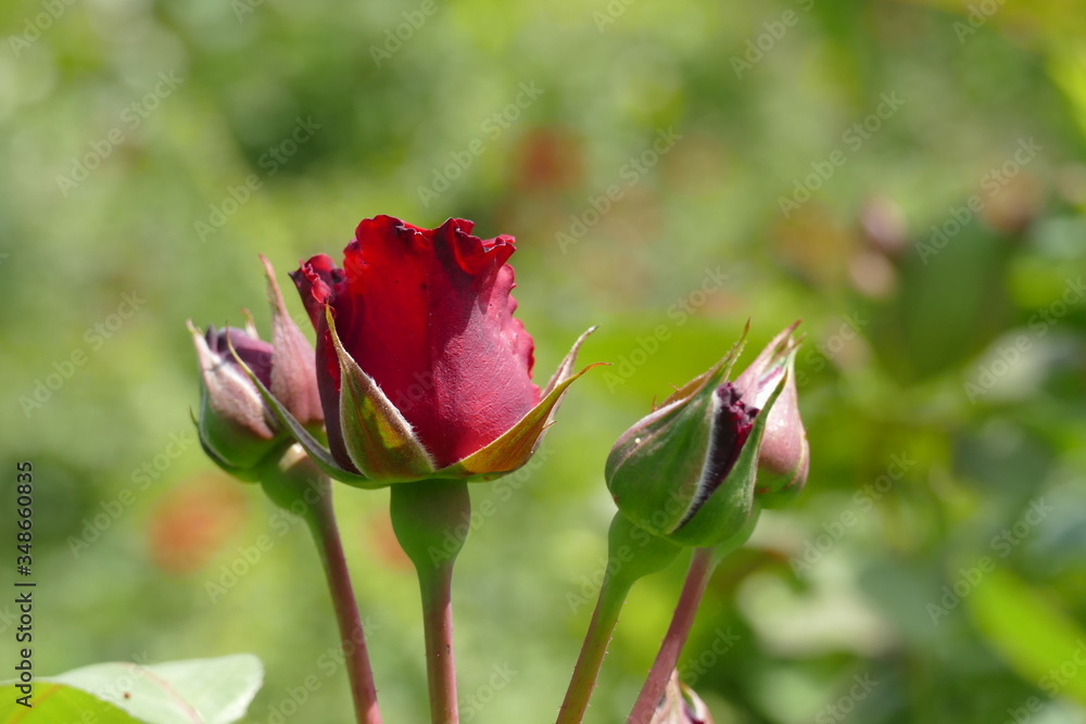 Shot Of the Day Red Rose Shot Of the Day Red Rose