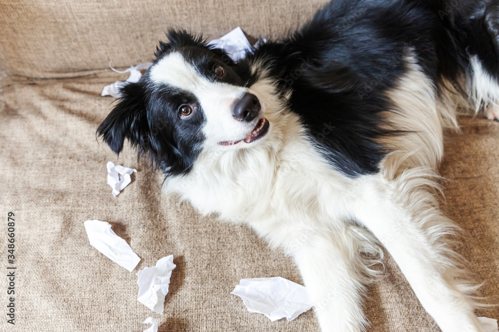 Fototapeta premium Naughty playful puppy dog border collie after mischief biting toilet paper lying on couch at home. Guilty dog and destroyed living room. Damage messy home and puppy with funny guilty look.