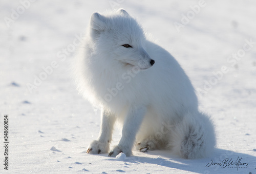 Arctic Fox Pose © James