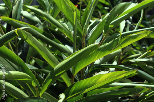 Large green leafy Light galangal foliage in a garden. Alpinia zerumbet