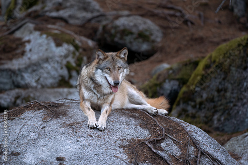Wolf (Canis lupus) stay on the rock. Calm wolf has a rest on the rock. Hidden predator in the forest © prochym