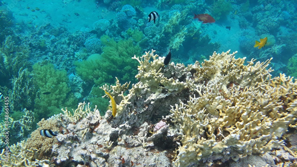 Obraz premium The amazing underwater world. Corals and their inhabitants. 