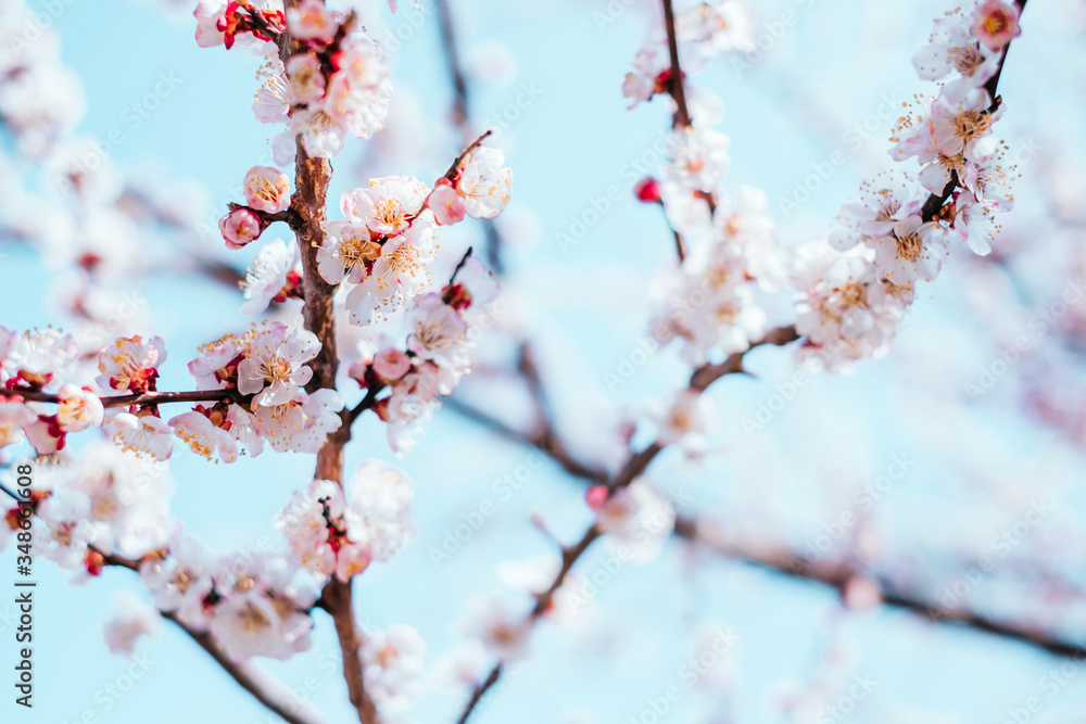 Background with apricot tree blossom and blurred bokeh Background with apricot tree blossom and blurred bokeh