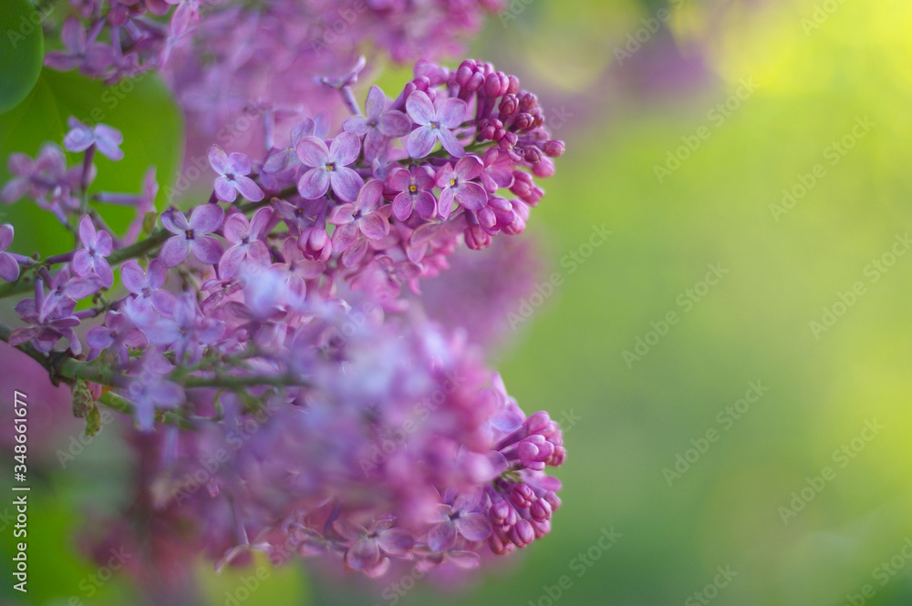Obraz premium lilac in the sun