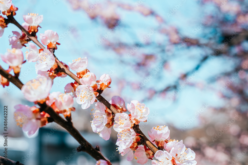 Background with apple tree blossom and blurred bokeh Background with apple tree blossom and blurred bokeh