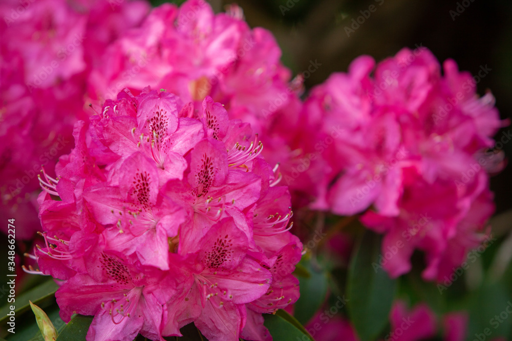 Rhododendron flowers close in the sunlight. Background of flowers. Rhododendron flowers close in the sunlight. Background of flowers.