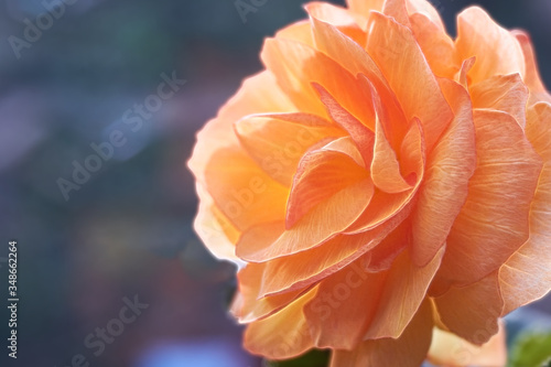 Top view of beautiful orange begonia flower blooming over the blurry branches and leaves background with copy space