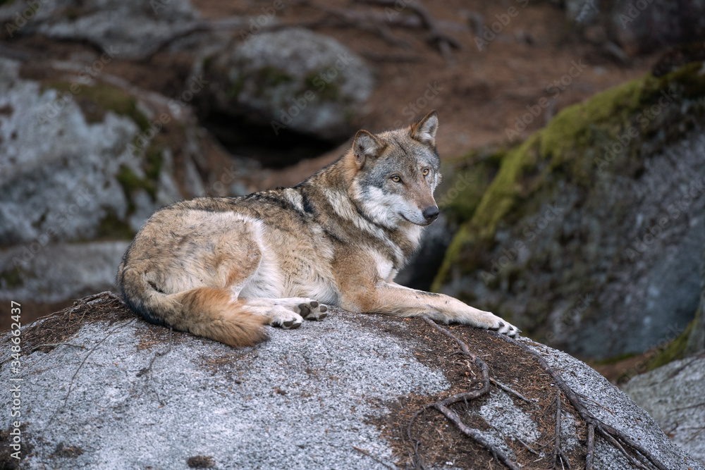 Wolf (Canis lupus) stay on the rock. Calm wolf has a rest on the rock. Hidden predator in the forest Wolf (Canis lupus) stay on the rock. Calm wolf has a rest on the rock. Hidden predator in the forest