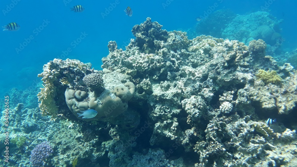 Fototapeta premium The amazing underwater world. Corals and their inhabitants. 