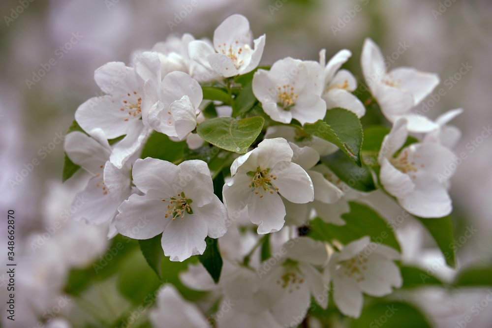 blooming apple tree