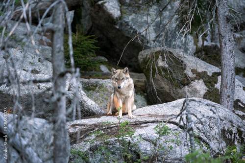 Wolf  Canis lupus  stay on the rock. Calm wolf has a rest on the rock. Hidden predator in the forest