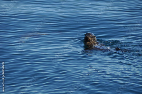 Sea lion swimming in the open sea
