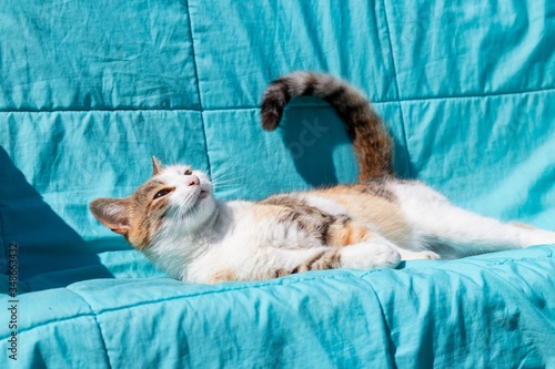 Young multicolor cat basking on a turquoise plaid on a sunny day © ok_fotoday