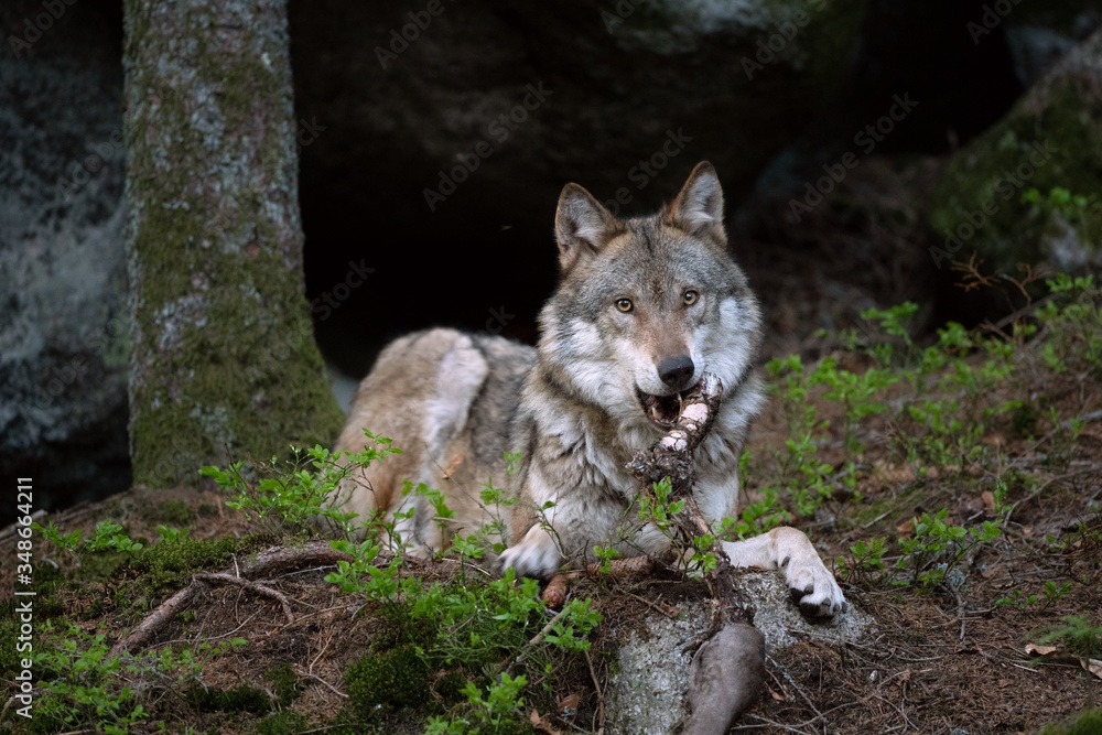 Fototapeta premium Wolf (Canis lupus) eats prey. Calm wolf has a rest in the forest. Hidden predator in the forest. Wolf with catch
