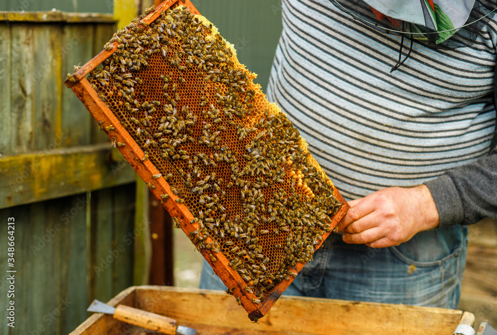 A beekeeper holds a honey comb full of bees, near the hives a man checks the hives. Beekeeping. Beekeeper checks beehives with bees, caring for frames. A beekeeper holds a honey comb full of bees, near the hives a man checks the hives. Beekeeping. Beekeeper checks beehives with bees, caring for frames.