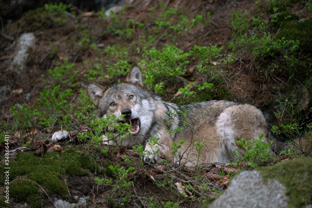 Wolf (Canis lupus) eats prey. Calm wolf has a rest in the forest. Hidden predator in the forest. Wolf with catch