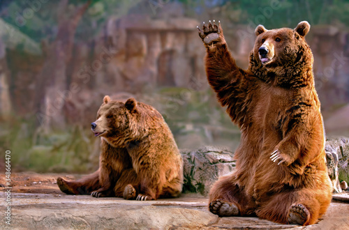 couple of bears sitting waving