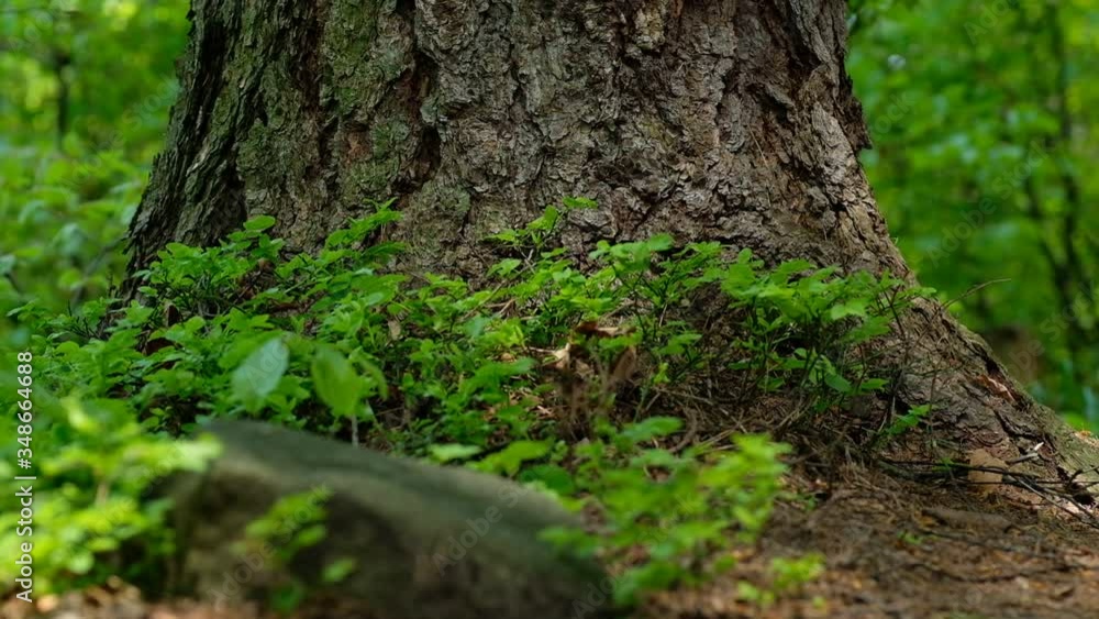 Fresh green vegetation and tree trunk. A forest from a frog's perspective. May Day. Spring. Poland. HD, 1280 x 720px, 29.97 FPS. Fresh green vegetation and tree trunk. A forest from a frog's perspective. May Day. Spring. Poland. HD, 1280 x 720px, 29.97 FPS.