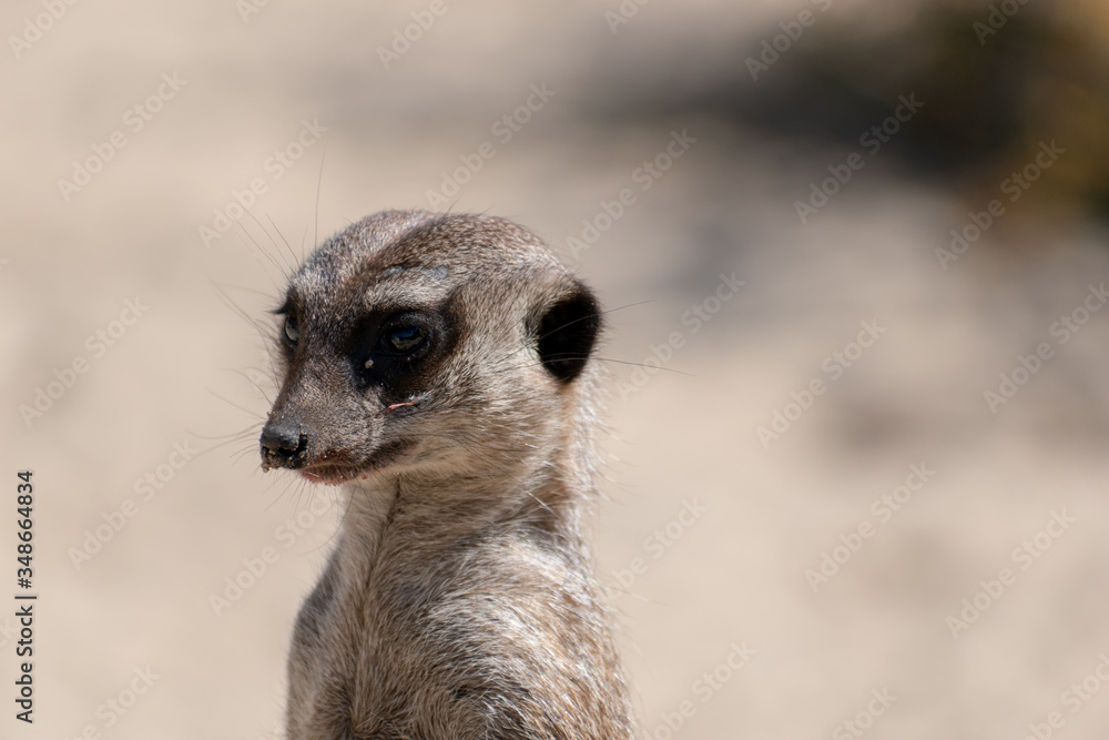 meerkat on the lookout meerkat on the lookout