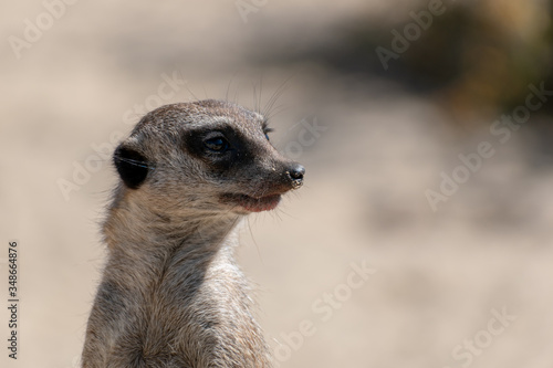 meerkat on the lookout © Ingo
