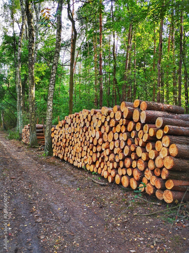 Cut the tree and wooden trunks from the forest. Area of deforestation in the forest. Cut the tree and wooden trunks from the forest. Area of deforestation in the forest.