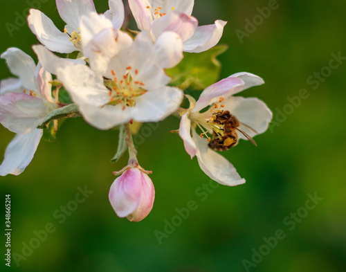 Blooming flowers of apple trees in spring green fruit garden, growing healthy organic food