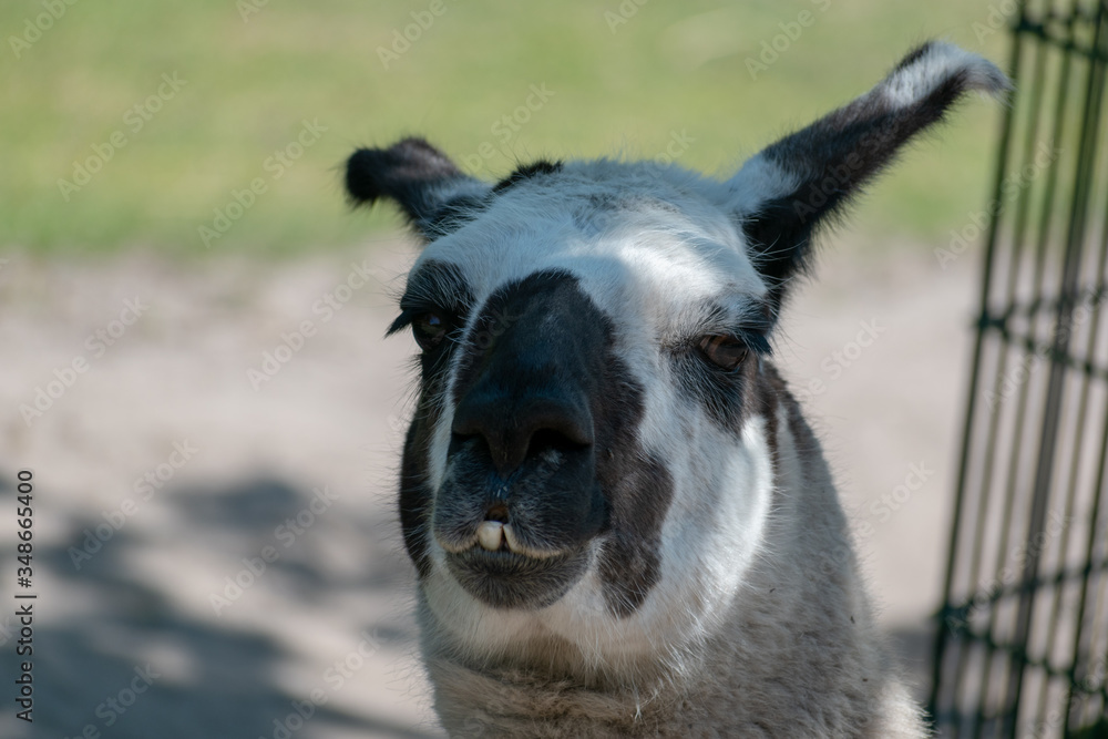 Obraz premium close up of a white llama
