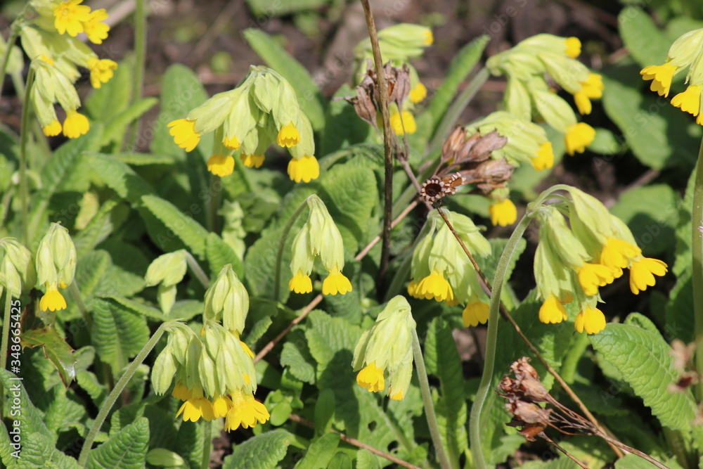 Yellow Cowslip Primrose or Cowslip Common Cowslip Flowers And Buds Yellow Cowslip Primrose or Cowslip Common Cowslip Flowers And Buds