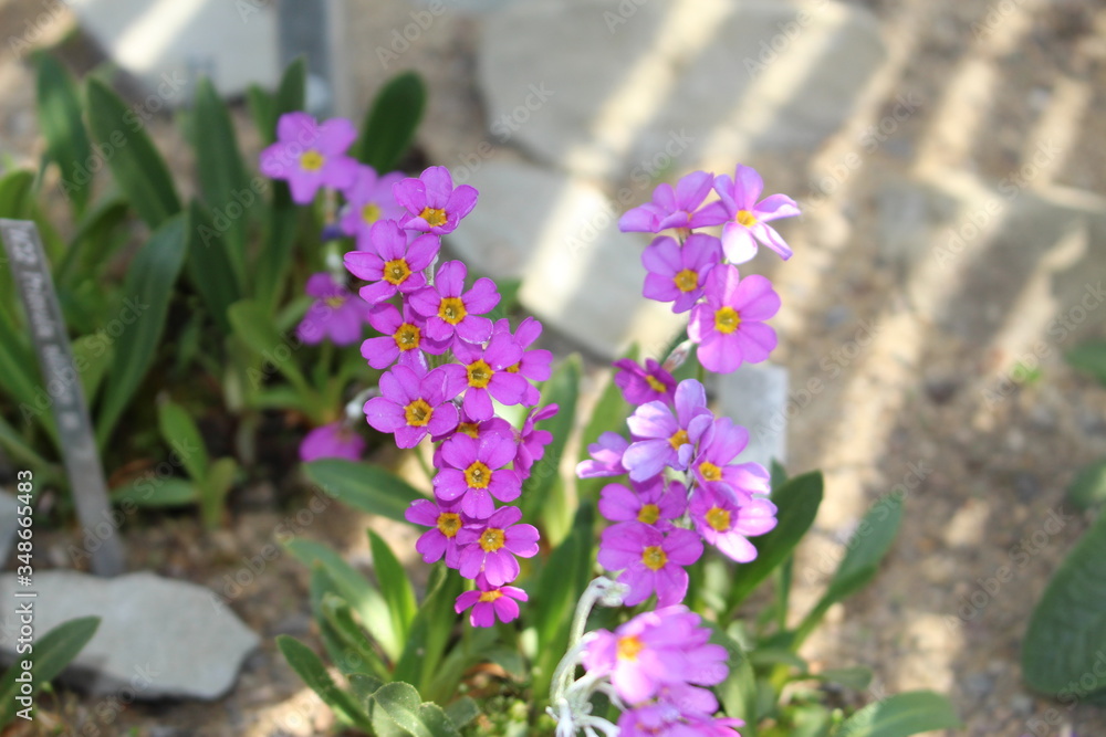 Obraz premium Purple