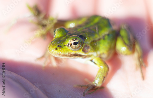 green marsh frog in the palm of a man. nature conservation concept.