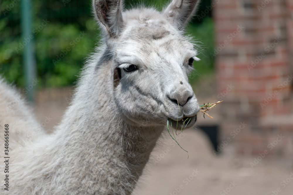 Obraz premium close up of a white llama